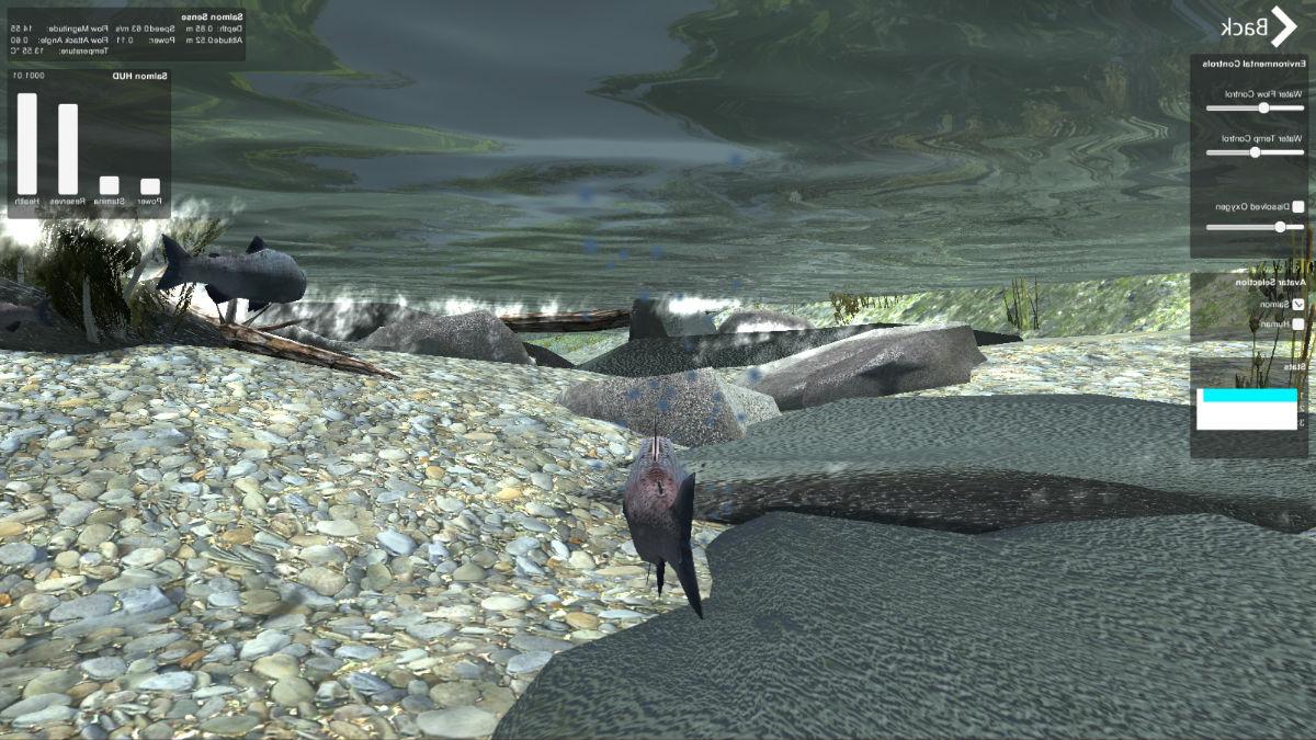 A screenshot from the Salmon Sim virtual environment, showing a fish swimming underwater. 