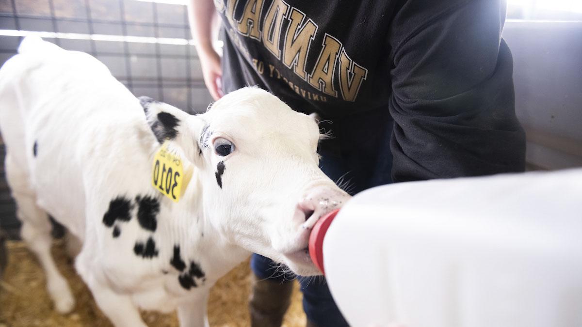 Woman bottle feeding a white with few patches of black spots calf.