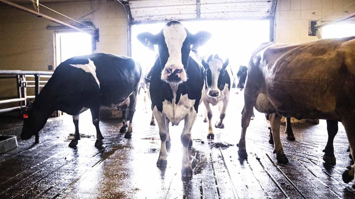 Dairy cows entering the milking parlor.