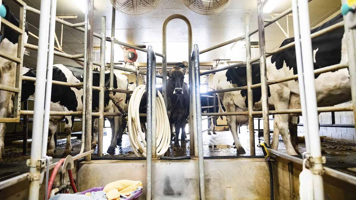 Dairy cows waiting to get hooked up in the milking parlor.